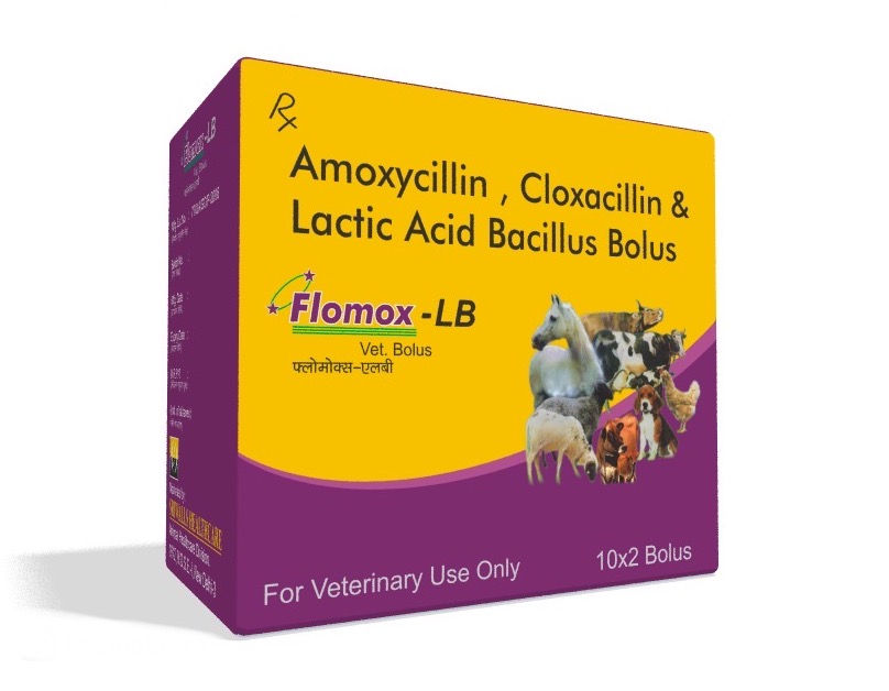 Veterinary Amoxycillin, Cloxacillin & Lactobacillus Bolus